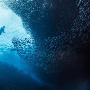 Napaling Reef Snorkeling & Swim With Sardines Experience (Non-Swimmers Friendly!) | Panglao, Philippines