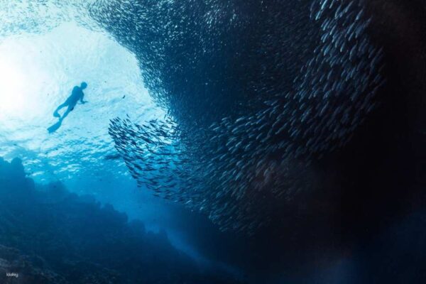 Napaling Reef Snorkeling & Swim With Sardines Experience (Non-Swimmers Friendly!) | Panglao, Philippines