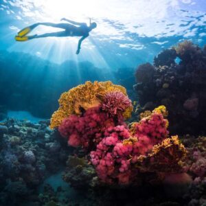Napaling Reef And Sardines Freediving Experience | Panglao, Philippines