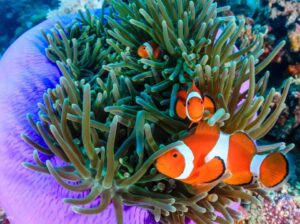 Boracay Aquanaut/Helmet Diving Experience + Crystal Kayak With FREE Photos & Videos | Philippines